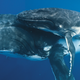 Illustration for article titled These beautiful portraits of whales will make you weep at the wonder of the universe (no, really)